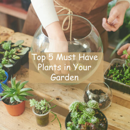 Top 5 Minimalist Plants to Have in Your Garden to Boost Your Mood & Health