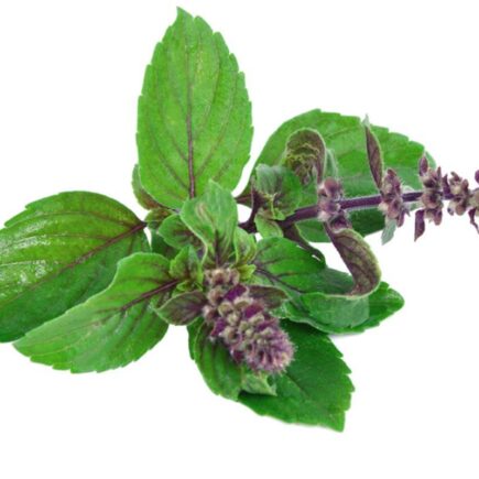 How to Keep Mind Fresh and Calm with Tulsi Leaves