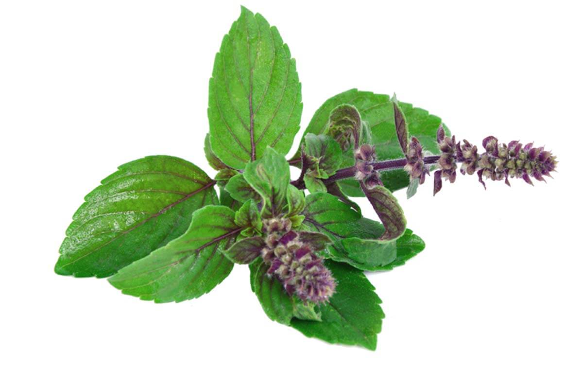 How to Keep Mind Fresh and Calm with Tulsi Leaves