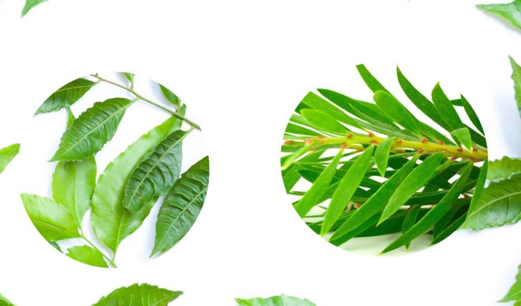 Difference Between Neem Face wash & Tea Tree Face Wash 1 Difference Between Neem Face wash & Tea Tree Face Wash