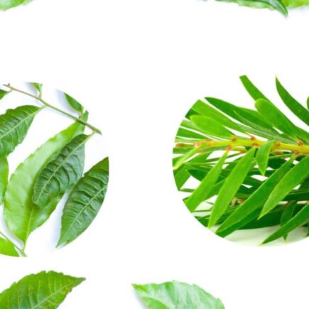 Difference Between Neem Face wash & Tea Tree Face Wash