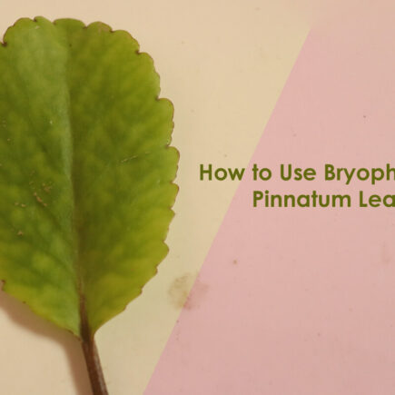 How to Use Bryophyllum Pinnatum Leaf and What are the Benefits for Health