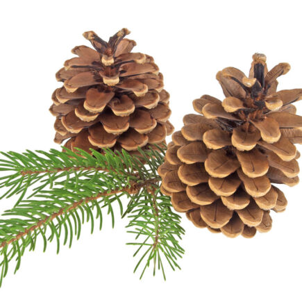 Top 2 Cedarwood Oil for Skin and Hair in India