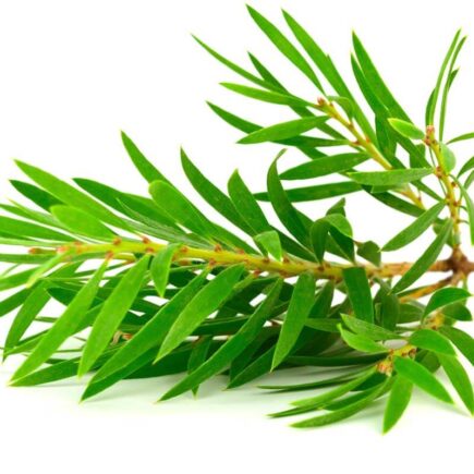 Tea Tree Hair Oil, Shampoo, Conditioner and Hair Mask To Control Dandruff