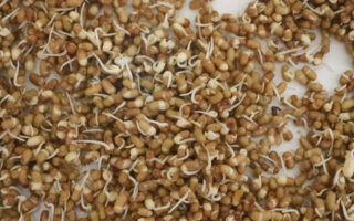 Top 7 Reasons to Eat Sprouts Everyday Why Sprouts is Good for Health Benefits of Sprouts