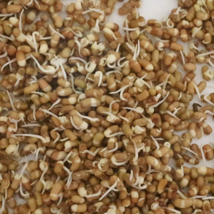 Top 7 Reasons to Eat Sprouts Everyday Why Sprouts is Good for Health Benefits of Sprouts