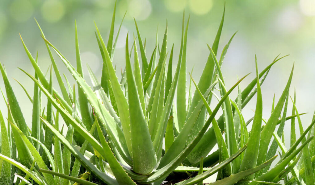 Does Aloe Vera Gel Help With Acne - How to Use Aloe Vera Gel for Acne 1 Does Aloe Vera Gel Help With Acne - How to Use Aloe Vera Gel for Acne