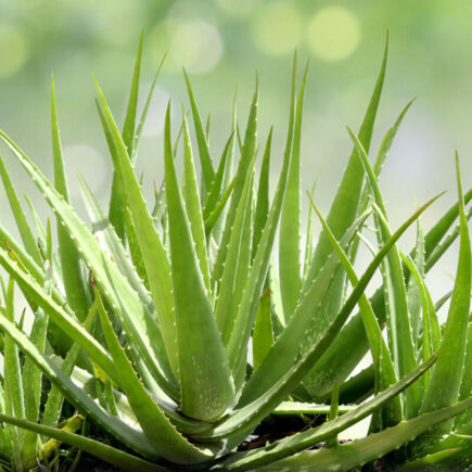 Does Aloe Vera Gel Help With Acne - How to Use Aloe Vera Gel for Acne