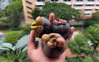 Top 10 Benefits of Mangosteen Why eat Mangosteen
