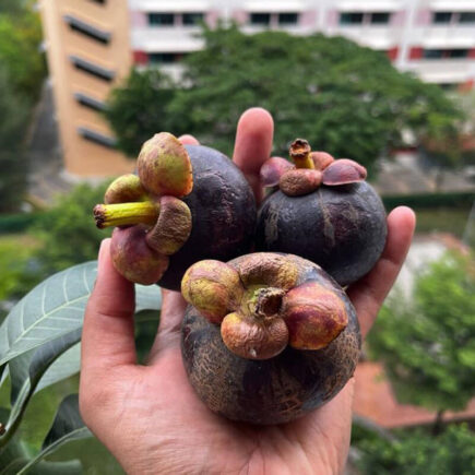 Top 10 Benefits of Mangosteen Why eat Mangosteen