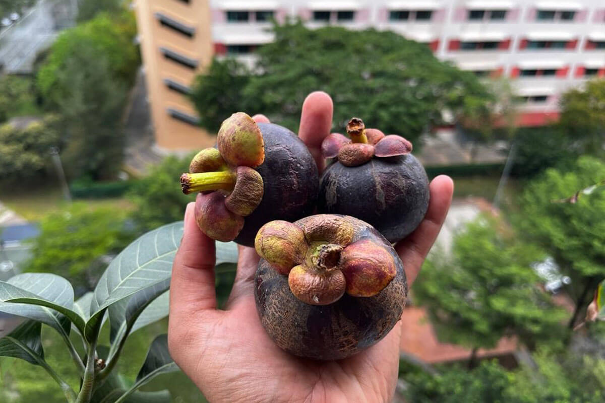 Top 10 Benefits of Mangosteen Why eat Mangosteen