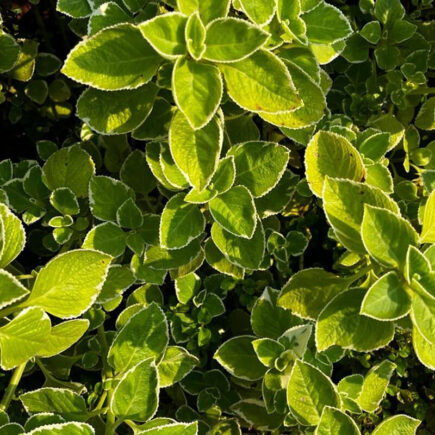 Top 7 Benefits of Mexican Mint for Health