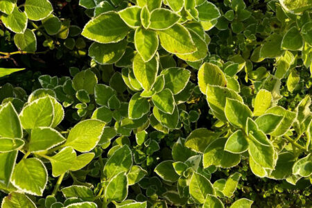 Top 7 Benefits of Mexican Mint for Health