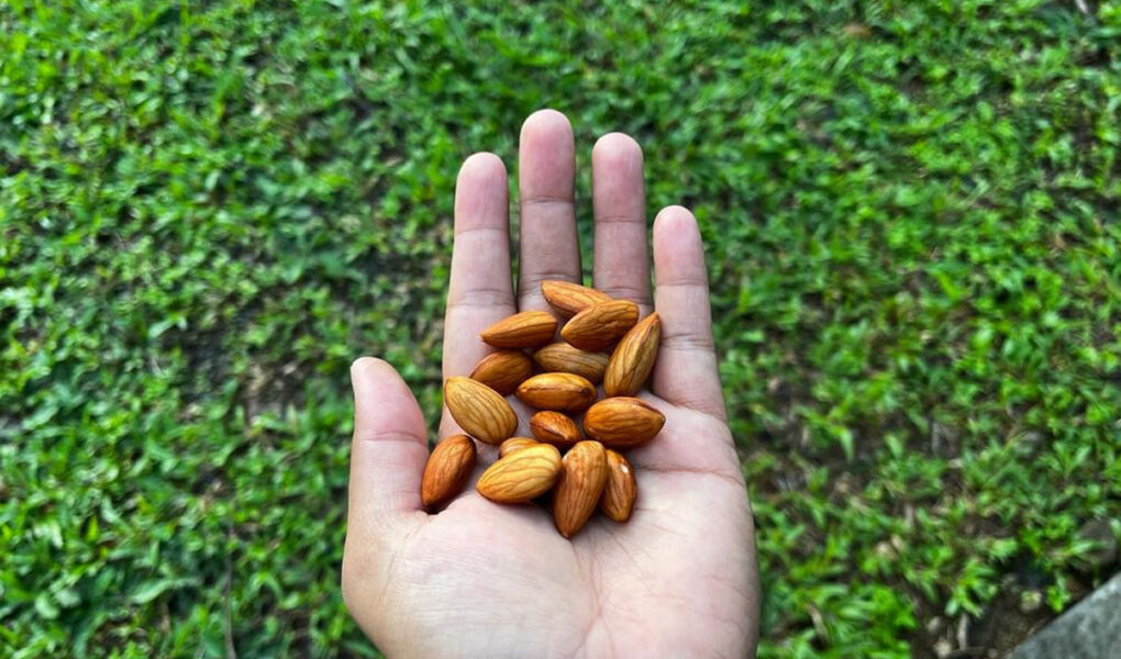 Why-I-Eat-Soaked-Almonds-Everyday-Benefits-of-Soaked-Almonds-for-Skin-Hair-Health
