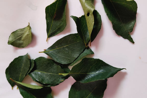 How to Use Curry Leaves for Hairfall  gitamiraji