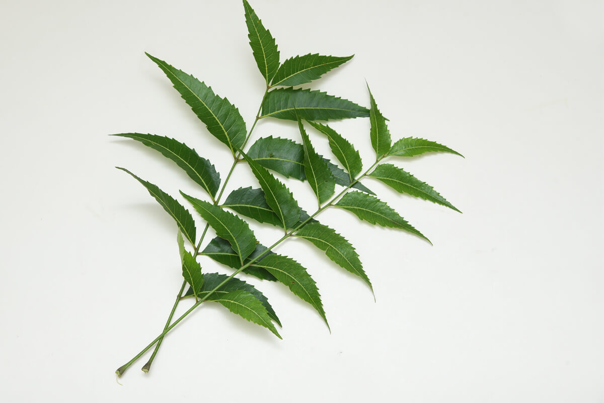 How-To-Use-Neem-Leaves-For-Hair-Growth