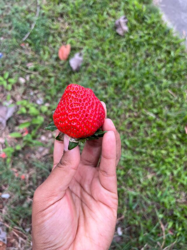 How Does Eating Strawberries Help You In Skin Whitening And Lightening?